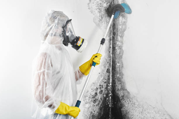 Environmental Consulting for Mold Prevention in Lake Cassidy, WA